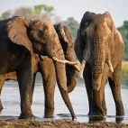 African elephant in Moremi Game Reserve, Botswana.