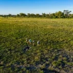 Guests walking in the vast plains of the Okavango Delta, Botswana.