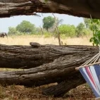 View from a hammock at Kweene Trails, Botswana.