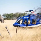 Helicopter landing in grassland by Kweene Trails Botswana, with elephant in the background.