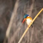 Kingfisher in Okavango Delta, Botswana.