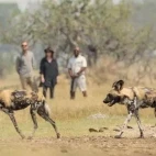 Shinde Footsteps Camp guests viewing African wild dogs on a walking safari, Botswana.