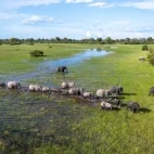 Aerial view of a herd of elephants in the Okavango Delta, Botswana.