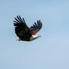 African fish eagle in the Okavango Delta, Botswana.