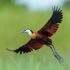 African jacana in the Okavango Delta, Botswana.