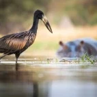 African openbill in the Okavango Delta, Botswana.