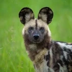 African wild dog in the Okavango Delta, Botswana.