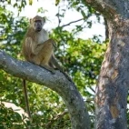 Baboon in the Okavango Delta, Botswana.