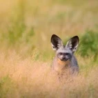 Bat-eared fox in the Okavango Delta, Botswana.