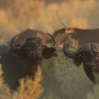 Buffalo in the Okavango Delta, Botswana.