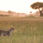 Cheetah amongst the grassland of the Okavango Delta, Botswana.