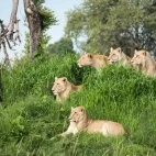 Pride of lions in the Okavango Delta, Botswana.