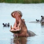 Hippopotamus in the Okavango Delta, Botswana.