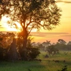 Impala at sunrise in the Okavango Delta, Botswana.