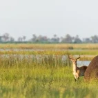 Lechwe hiding behind a termite hill in the Okavango Delta, Botswana.