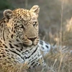 Leopard in the Okavango Delta, Botswana.