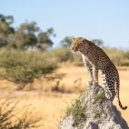 Leopard stood on a termite mound, in the Okavango Delta, Botswana.