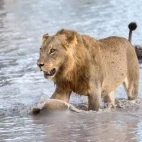 Lion in the water, in the Okavango Delta, Botswana.
