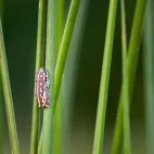 Painted reed frog in the Okavango Delta, Botswana.
