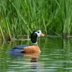 Pygmy goose in the Okavango Delta, Botswana.