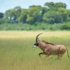 Roan in the Okavango Delta, Botswana.