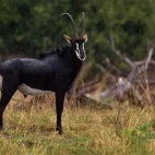 Sable in the Okavango Delta, Botswana.