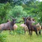 Tsessebes in the Okavango Delta, Botswana.
