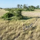 Guests on a walking safari in the Okavango Delta, Botswana.