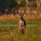 Waterbuck in the Okavango Delta, Botswana.