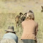 Guests on a walking safari in the Okavango Delta, encountering an African wild dog.