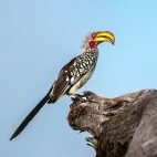 A yellow-billed-hornbill in the Okavango Delta, Botswana.