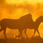 Zebra with foal in the Okavango Delta, Botswana.