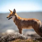 Ethiopian wolf.