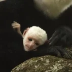 A baby colobus monkey clinging onto its mother, in Ethiopia.