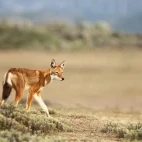 Ethiopian wolf in the Bale Mountains.