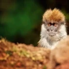 The endemic Bale vervet monkey in Ethiopia.