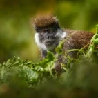 An endemic Bale vervet monkey in Harenna Forest, Ethiopia.