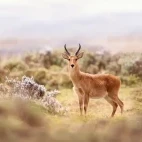 A bohor reedbuck in the grasslands on Ethiopia.