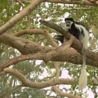 A colobus monkey in a tree, Ethiopia.