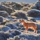 Ethiopian wolf amongst the shrubs, searching for its next prey.
