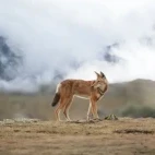An Ethiopian wolf in the highlands of the Bale Mountains.