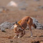 Ethiopian wolf hunting for mole rats in Ethiopia.