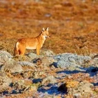 An Ethiopian wolf on the Sanetti Plateau in Ethiopia.