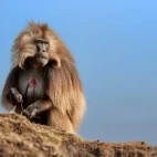 The iconic gelada baboon in Ethiopia.