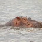 A hippo in Lake Awassa, Ethiopia.