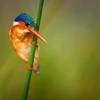 Malachite kingfisher amongst the reeds.