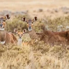 Two female nyala with young, in Ethiopia.