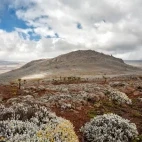 A view of the Sanetti plateau landscape in Bale Mountains National Park.