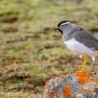 A spot-breasted lapwing.