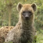 Spotted hyena looking into the camera, in Ethiopia.